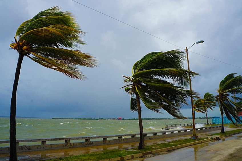 Palm trees blowing in the wind