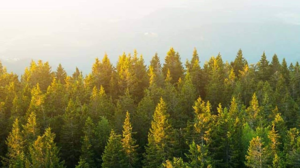 Green evergreen trees with mountains in background